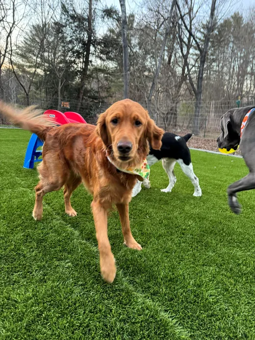 Gallery photo from Full Throttle Dog Camp