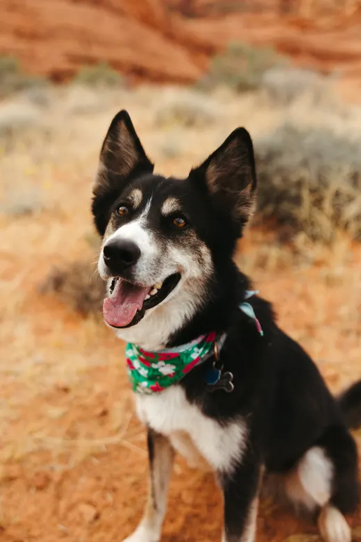 Gallery photo from Full Throttle Dog Camp