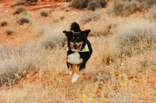 Gallery photo from Full Throttle Dog Camp
