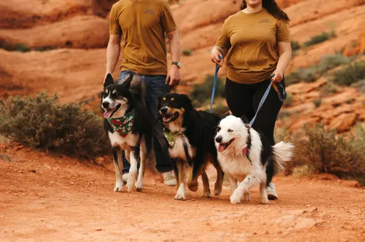 Gallery photo from Full Throttle Dog Camp