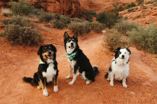 Gallery photo from Full Throttle Dog Camp