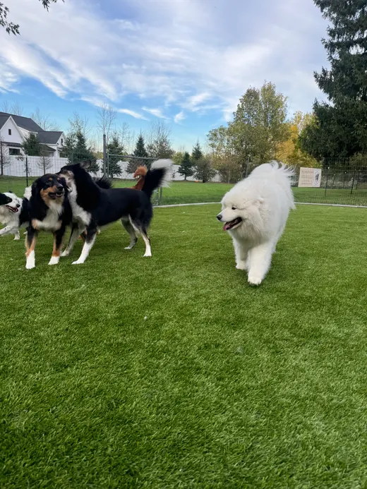 Gallery photo from Full Throttle Dog Camp