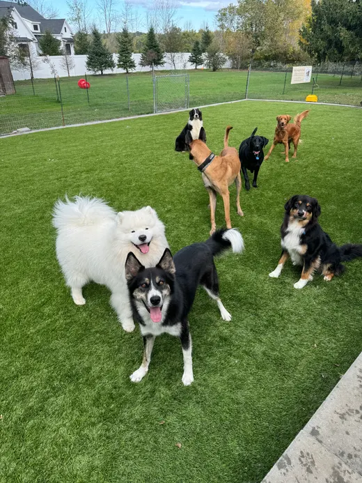Gallery photo from Full Throttle Dog Camp