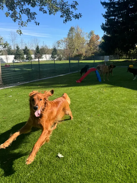 Gallery photo from Full Throttle Dog Camp