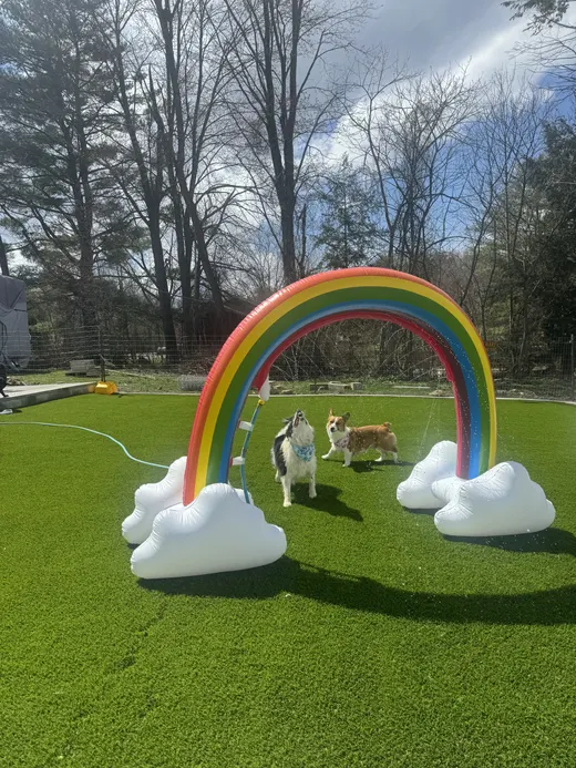Gallery photo from Full Throttle Dog Camp