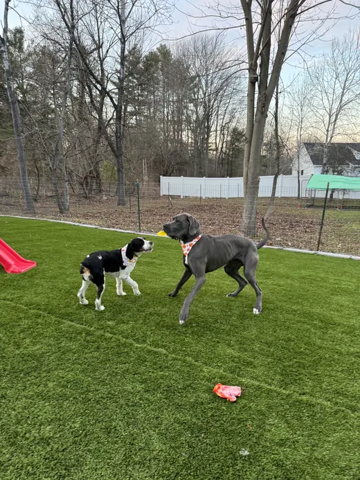 Gallery photo from Full Throttle Dog Camp