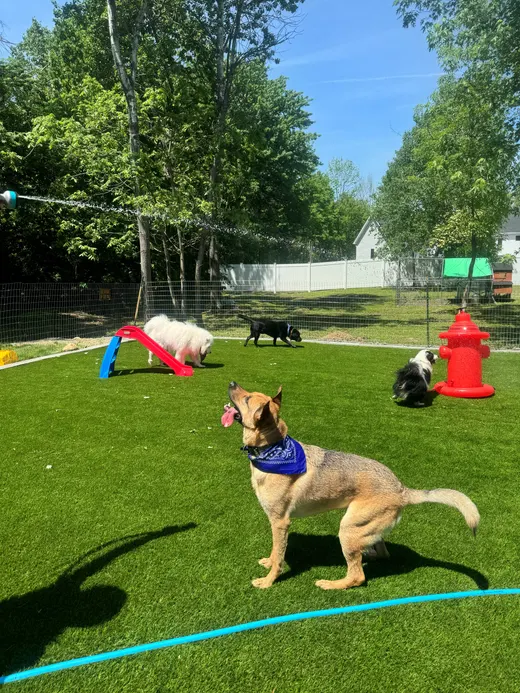 Gallery photo from Full Throttle Dog Camp