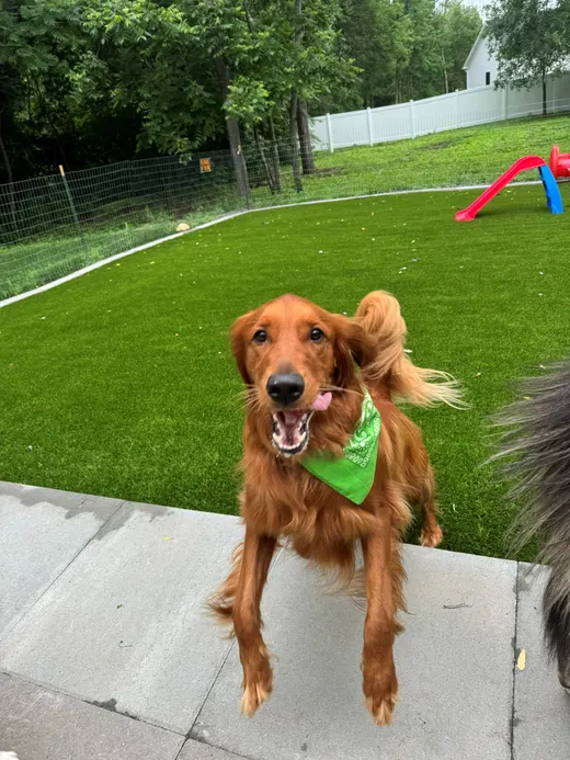 Gallery photo from Full Throttle Dog Camp
