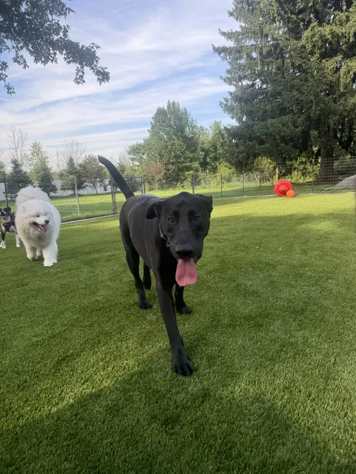 Gallery photo from Full Throttle Dog Camp