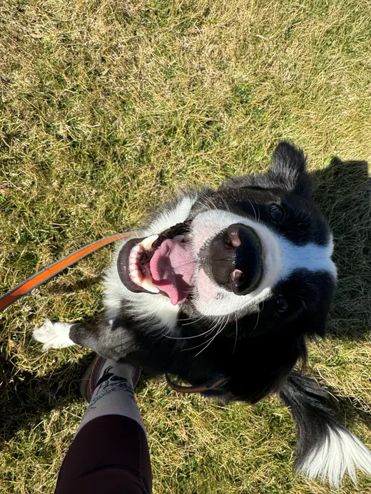 Gallery photo from Full Throttle Dog Camp