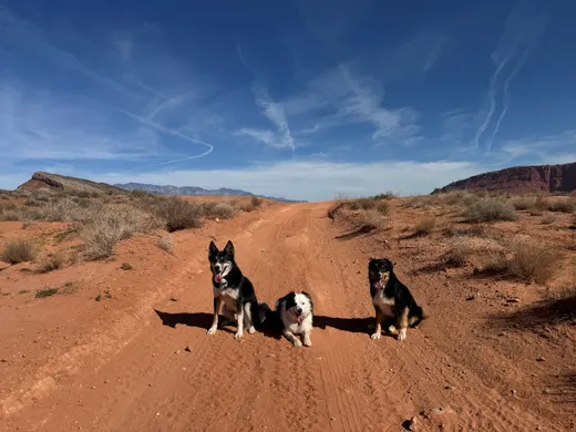 Gallery photo from Full Throttle Dog Camp