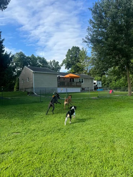 Gallery photo from Full Throttle Dog Camp