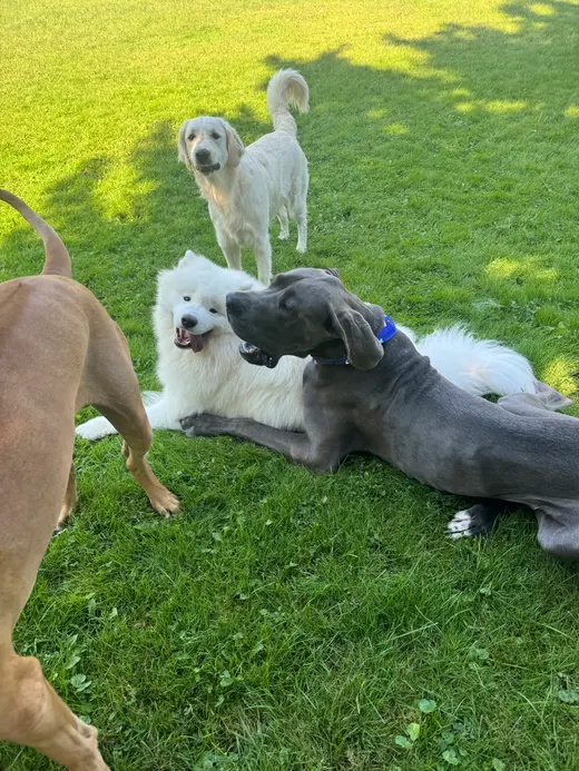 Gallery photo from Full Throttle Dog Camp