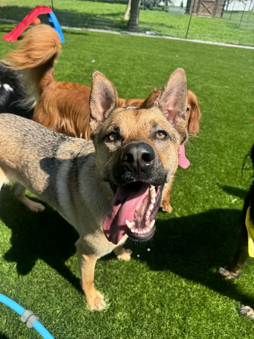 Gallery photo from Full Throttle Dog Camp